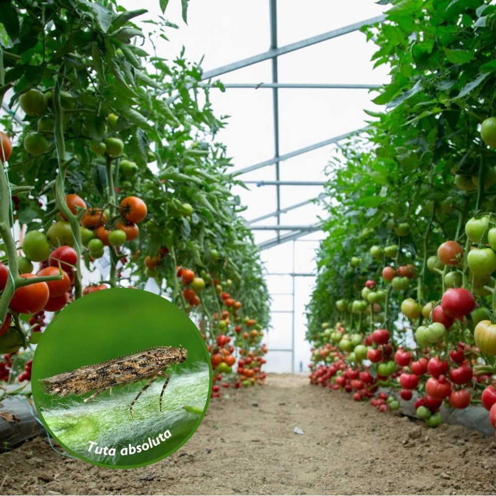 Oikos: insetticida specialista su Tuta absoluta del pomodoro